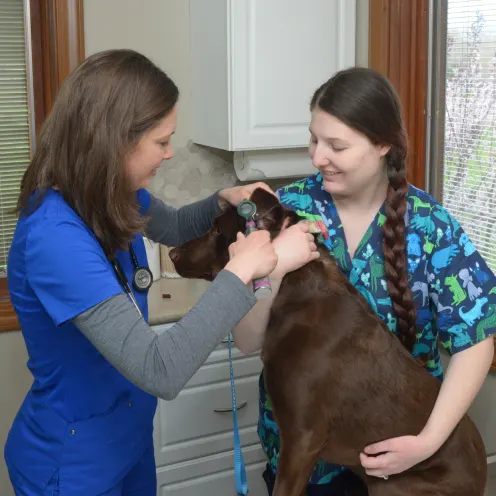 Two veterinarians examine a dog standing up 